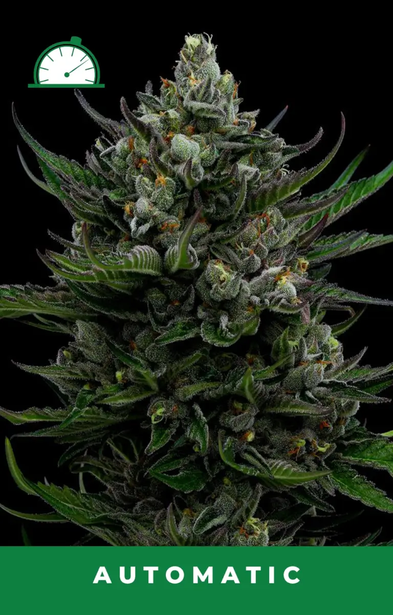 All Gas OG Auto