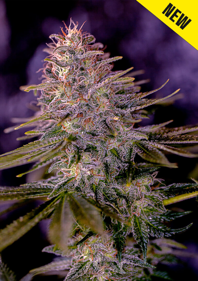 American Purple