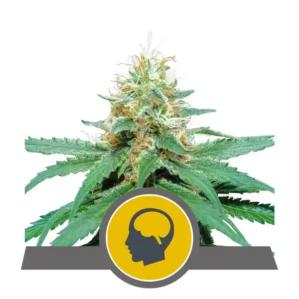 Amnesia Haze