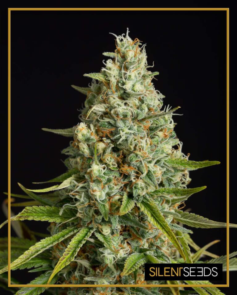 Amnesia Lemon