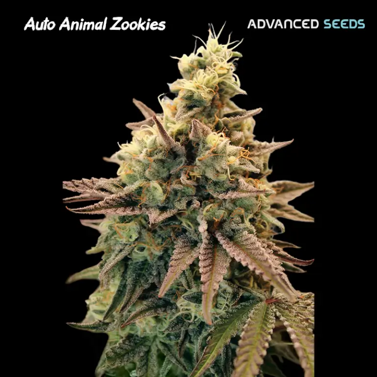 Animal Zookies Auto