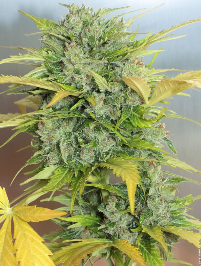 Auto AK-47