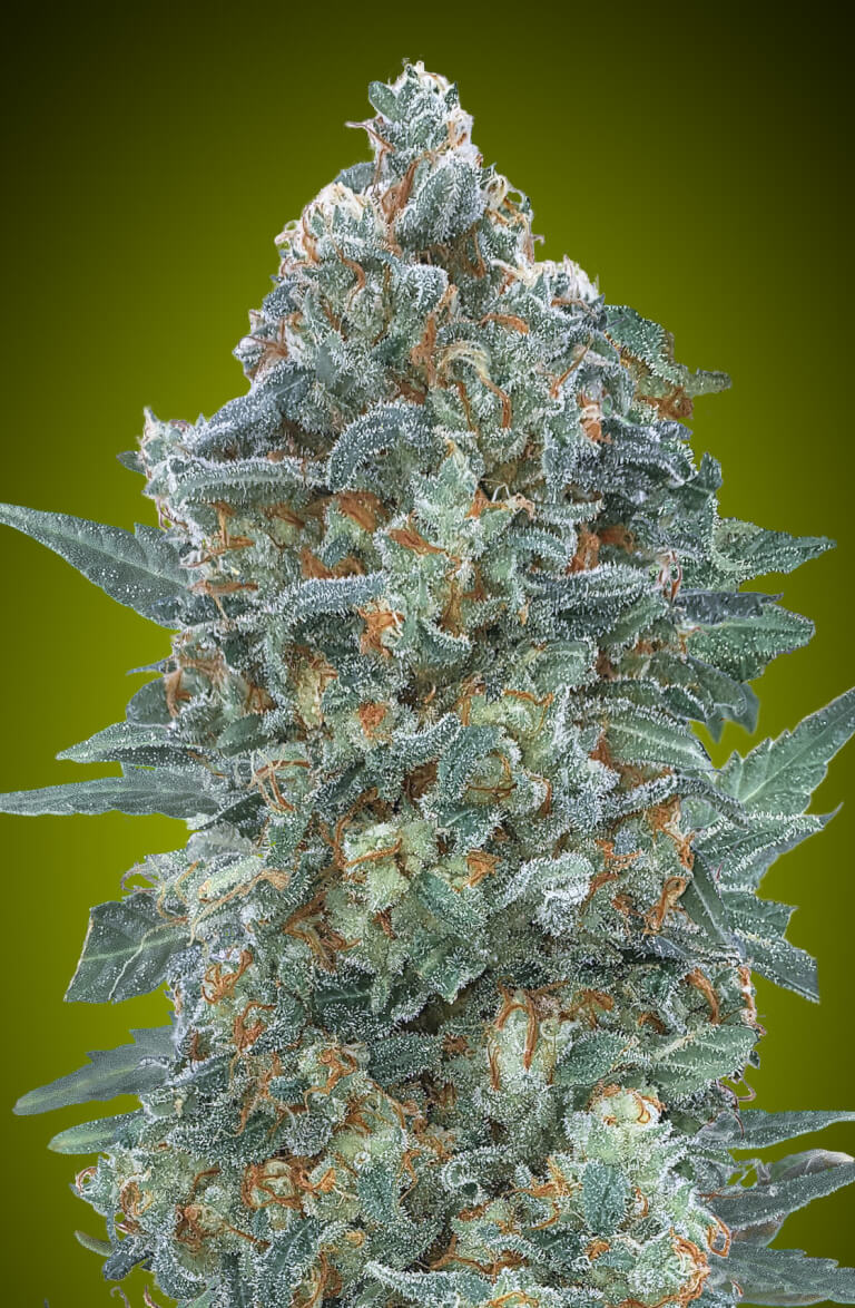 Auto Critical Lemon CBD