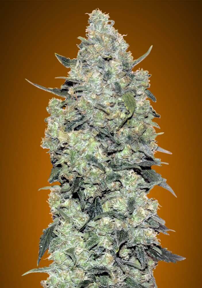 Auto Critical Mass