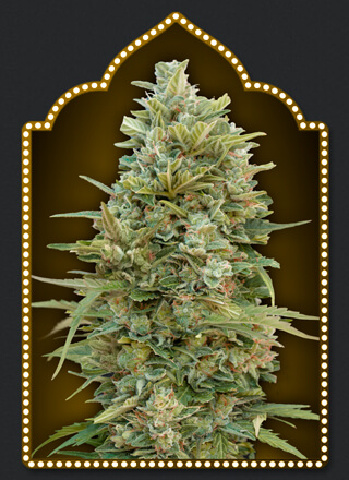 Auto Do-Si-Dos Cookies