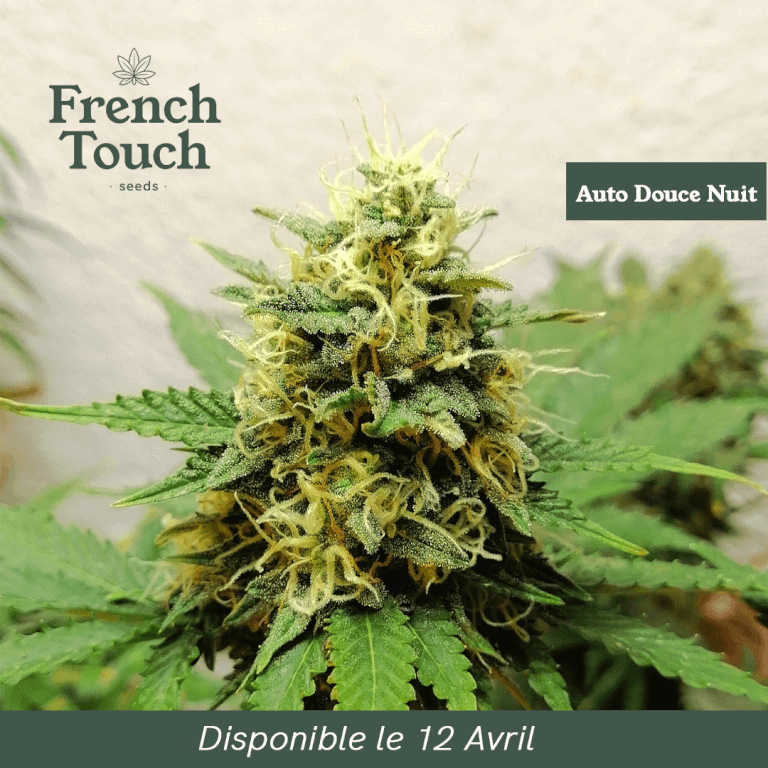 Auto Douce Nuit