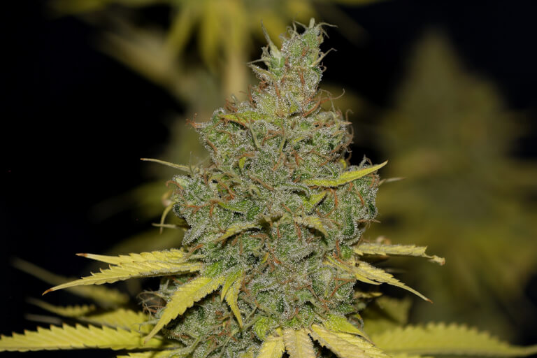 Badazz OG Cheese