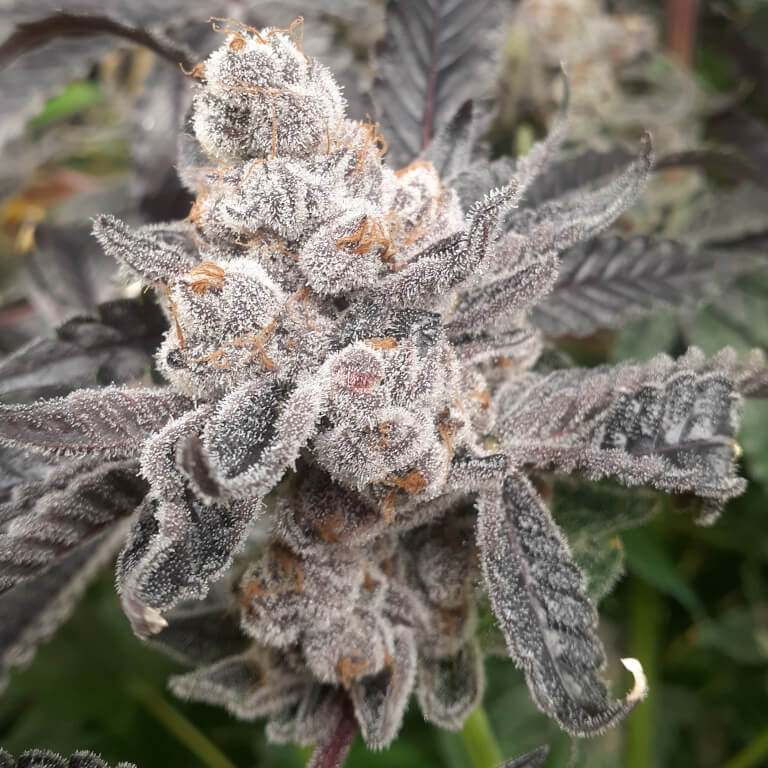 Baker's Fruit