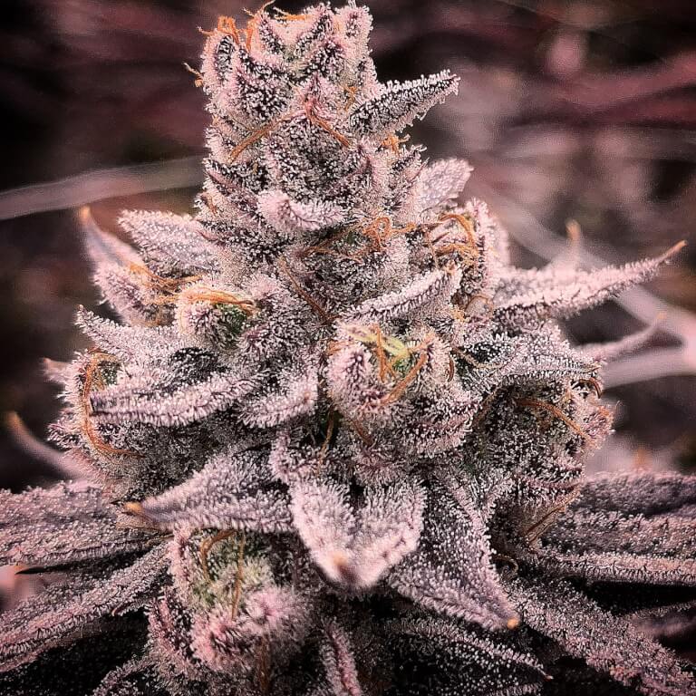 Banana Dessert
