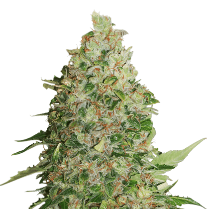 Critical XXL BCN