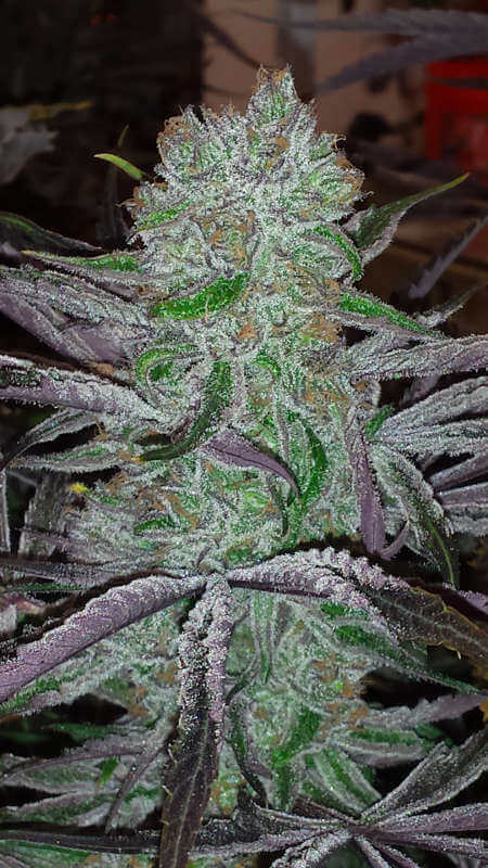 Best Friend OG