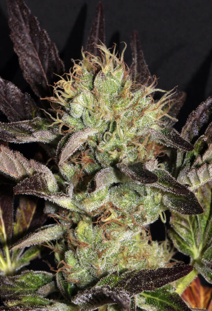 Big Apple Cookies