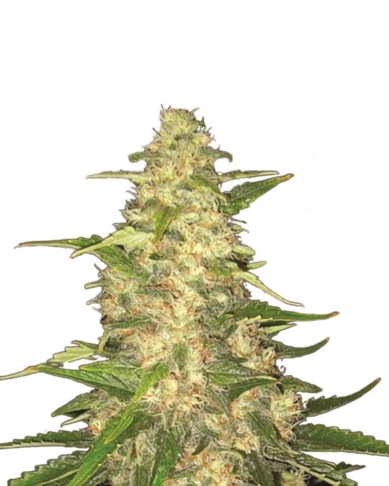 Big Bud Seeds