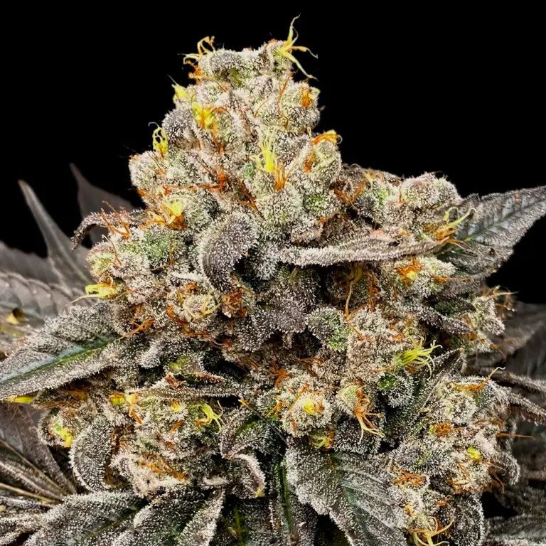Biscotti Zkittlez