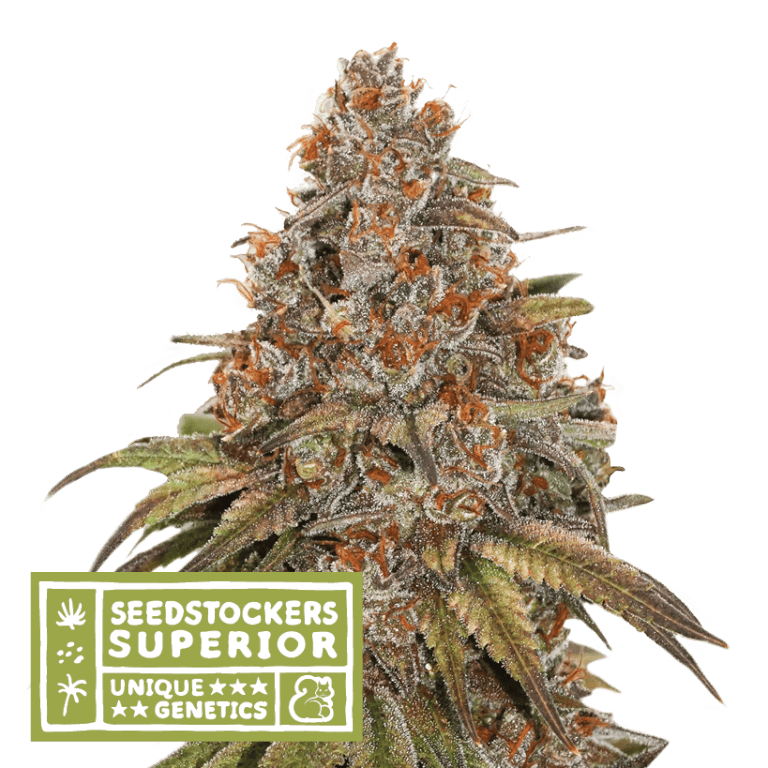 Blackberry Gum Auto