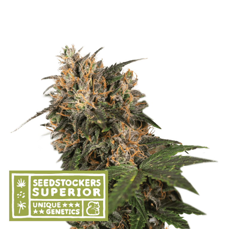 Blackberry Gum