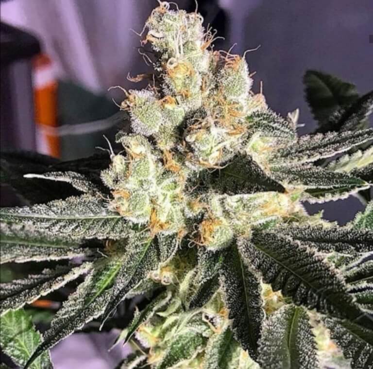 Blue Grape Fuel