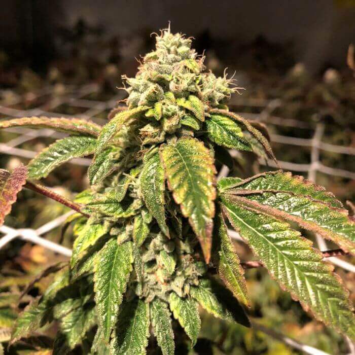 Blue Sherbalato