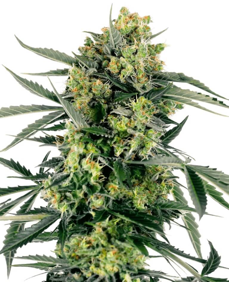 Blueberry Candiez Auto