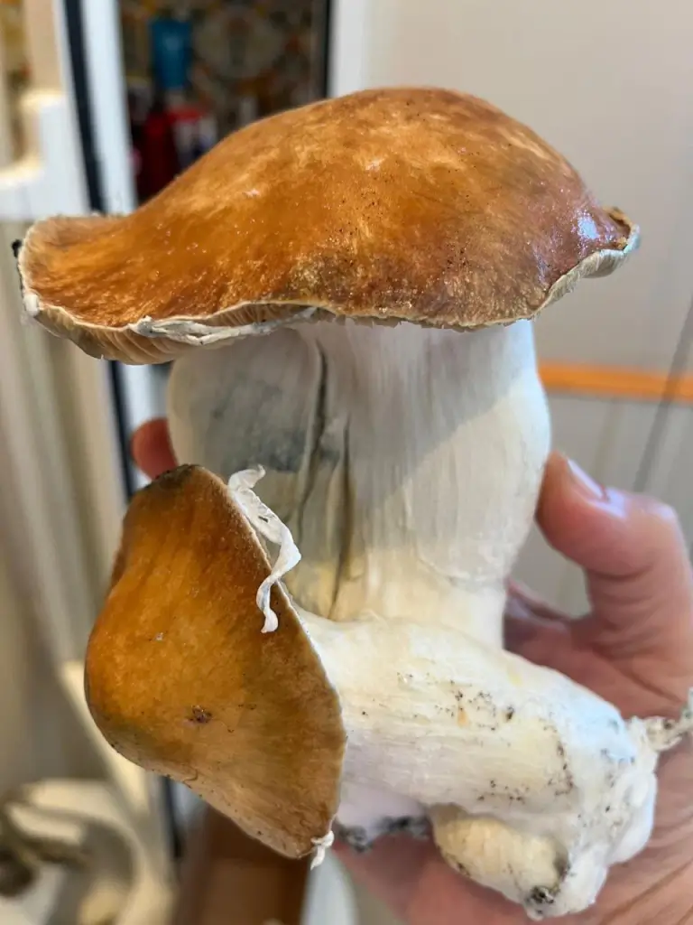 Mac Galactic Mushroom Grow Bag