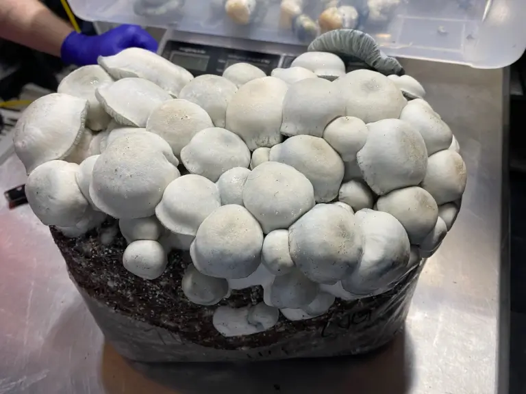 Sac de culture de champignons magiques Tidal Wave Ape