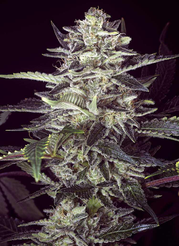 Brain Stroke Auto