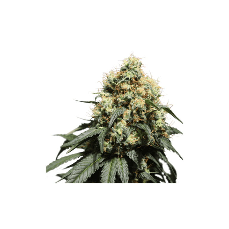 Bruce Lemon Diesel