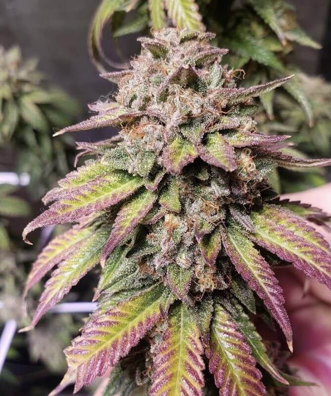 Purple Punch Cannabis Strain Review & Information - ISMOKE
