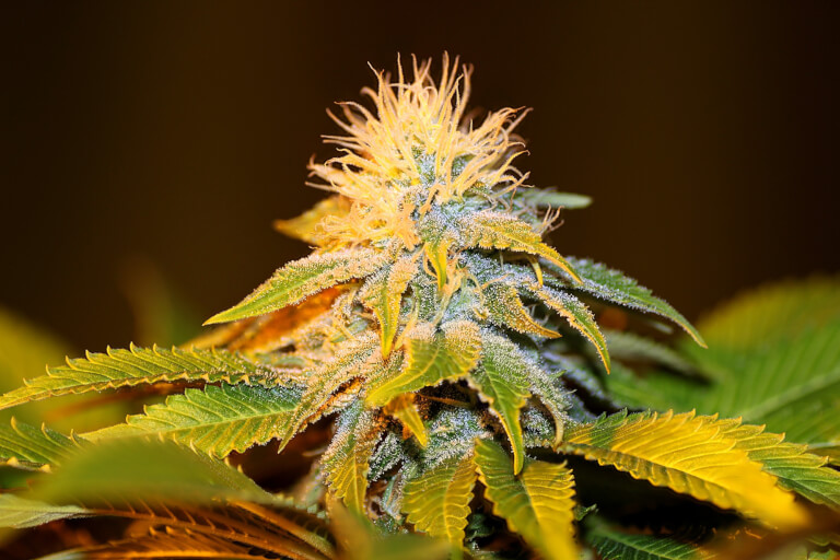 Bubba Kush Seedsman