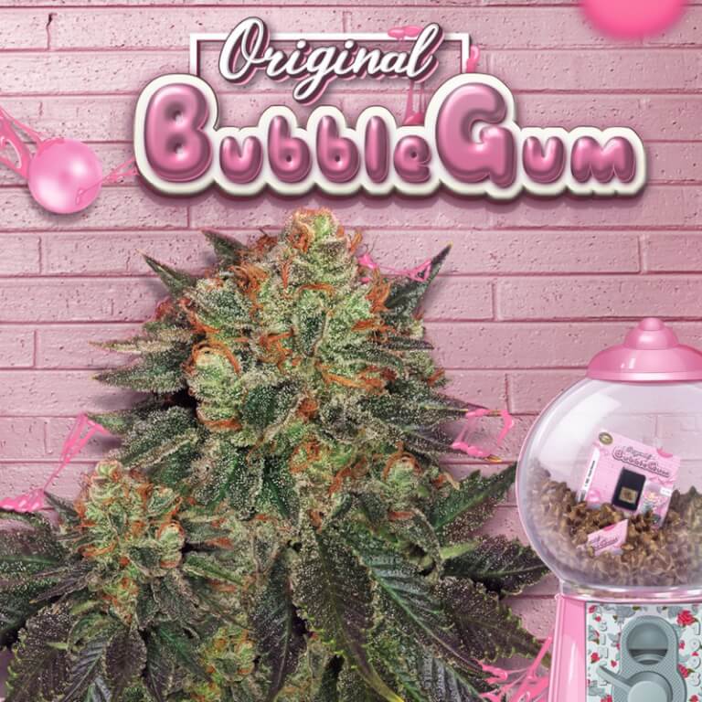 Bubblegum