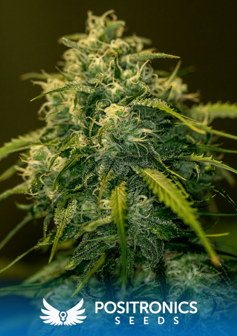 CBD+ Jack Diesel
