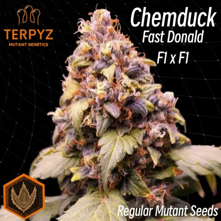 Chemduck F2 Duck