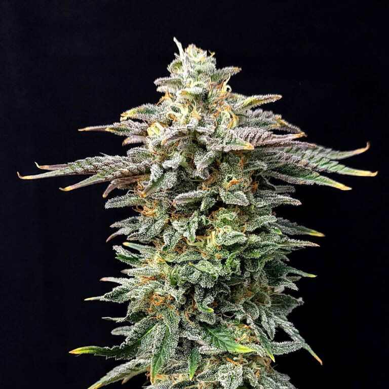 Cherry Dream Edition