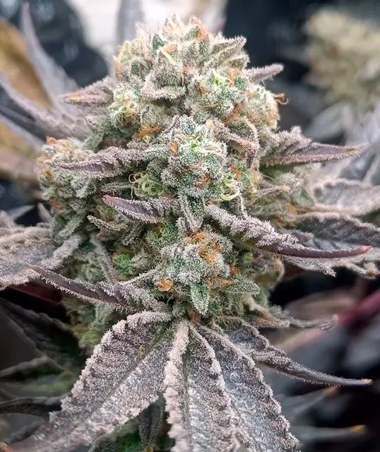 Cherry Mints x Purple Punch