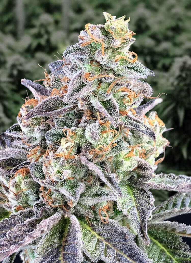 Cherry Pie Auto