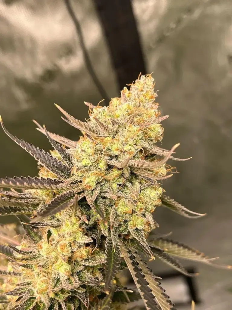 Cherry Zoap Auto