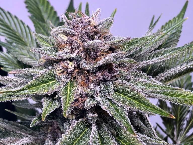 Chiroptera Kush