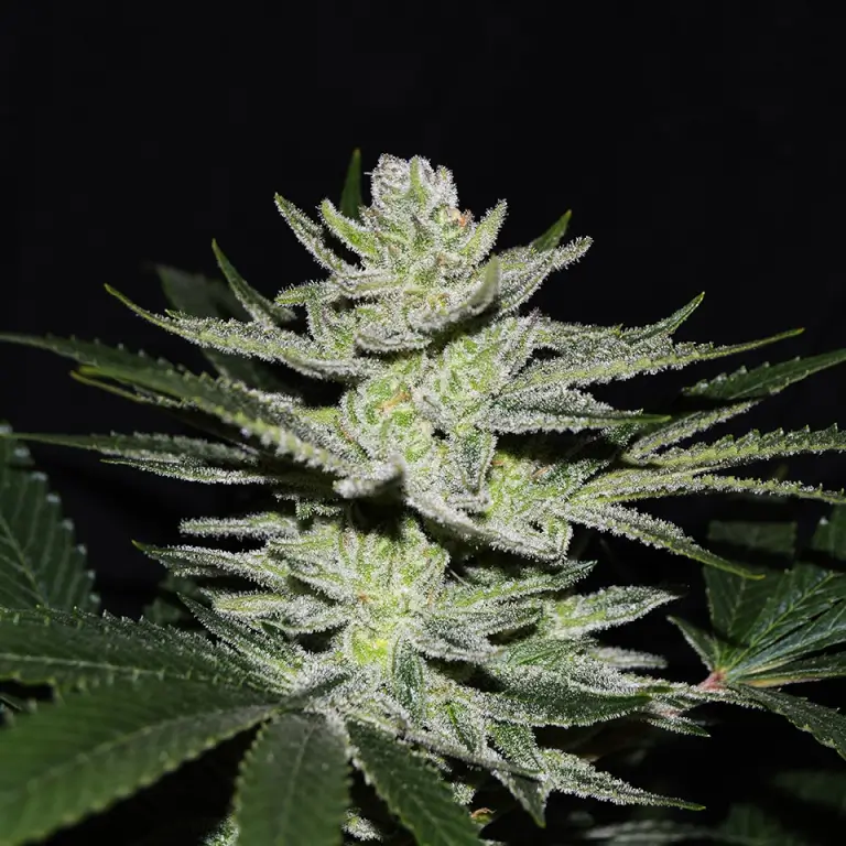 Chocolate Tai OG
