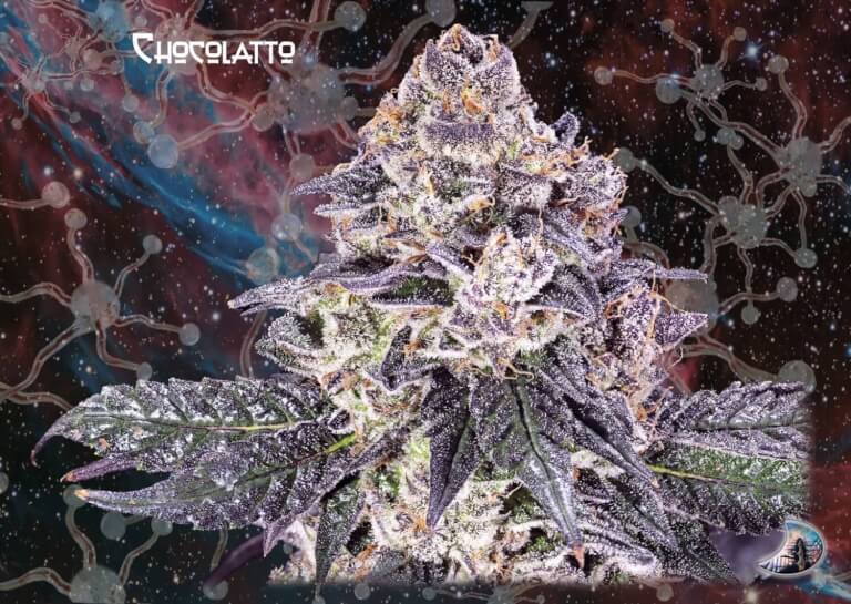 Chocolatto Auto