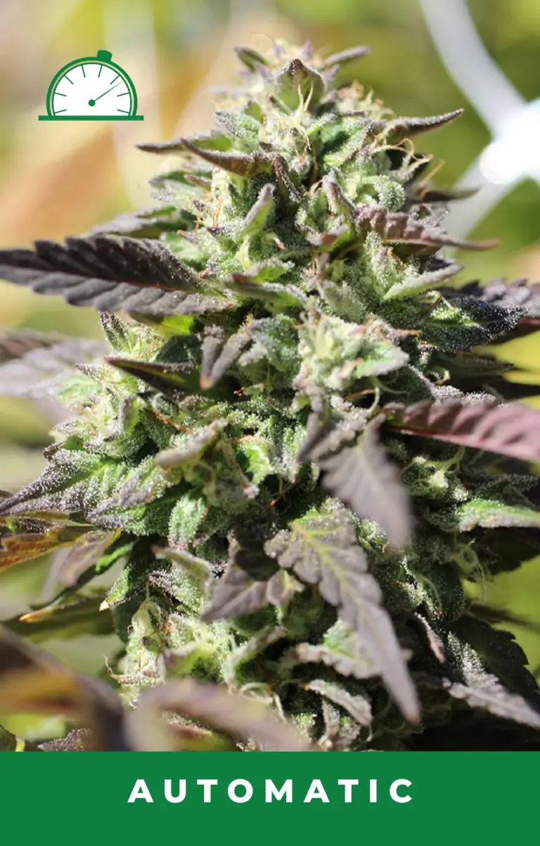 Chunkadelic Auto
