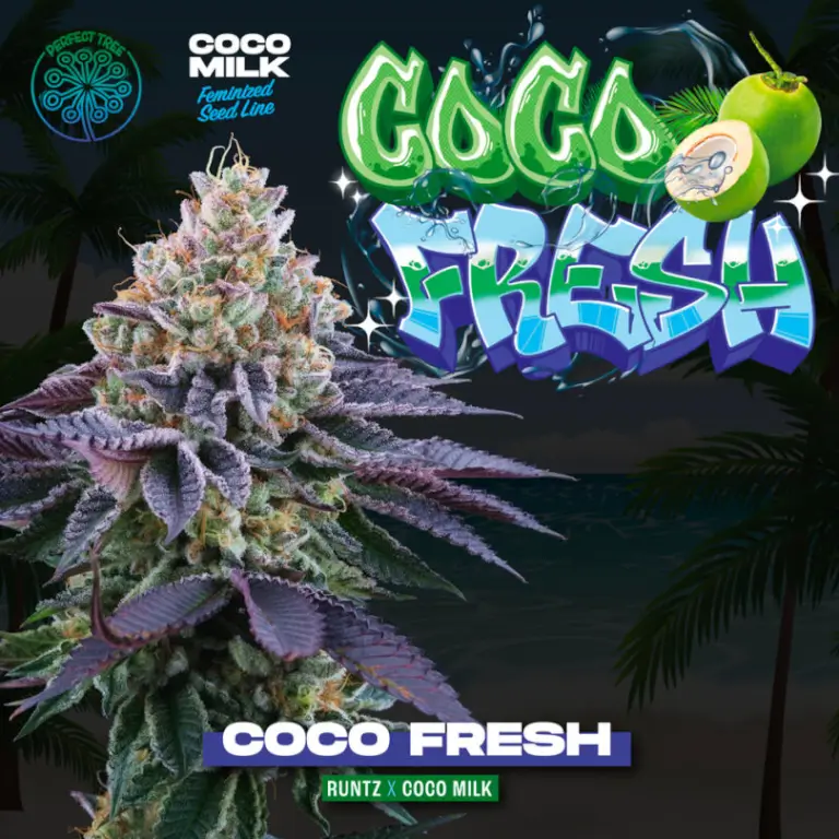 Coco Fresh, cannabis with very relaxing gassy aromas Coco Fresh, cannabis with very relaxing gassy aromas