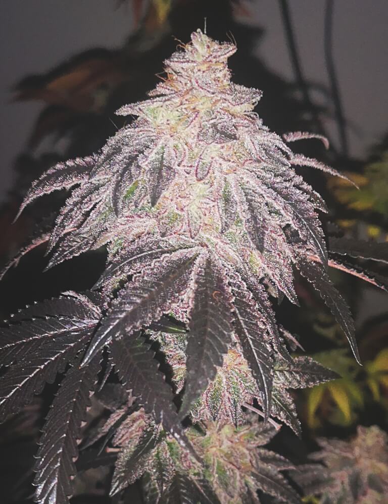 Cookies Sherbert Auto