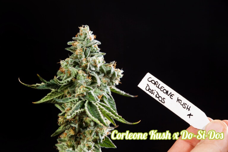 Sale Of Feminised Cannabis Seed Philosopher Seeds Corleone Kush X