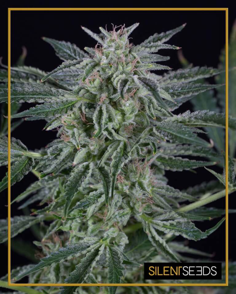 Critical Jack Auto
