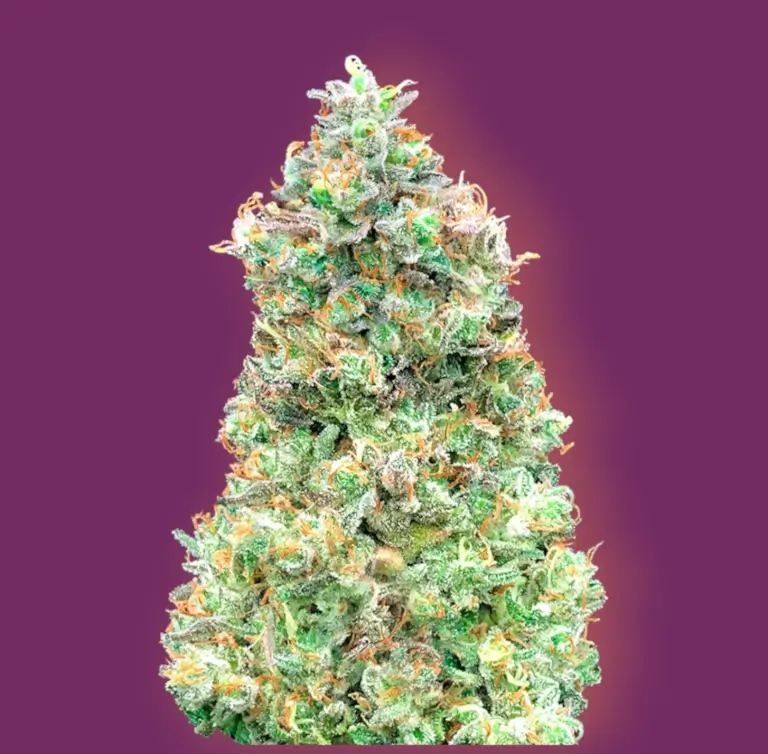 Critical Mass Fast