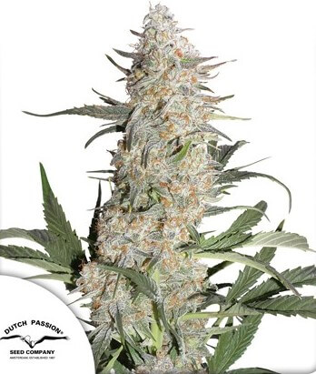 Critical Orange Punch