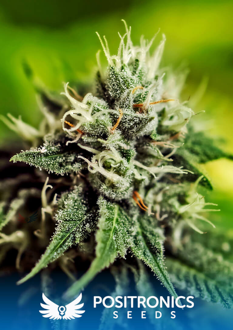 Critical#47 Express