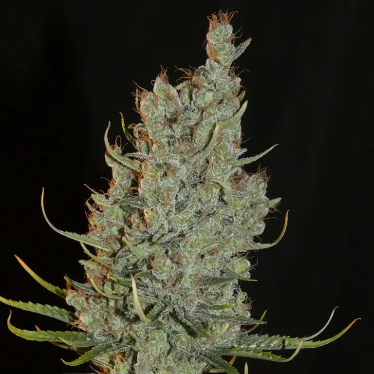 Desert Skunk