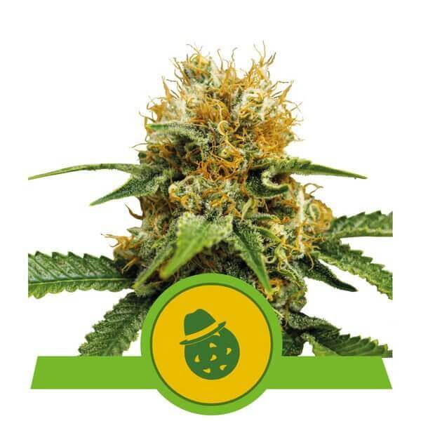 Do-Si-Dos Auto
