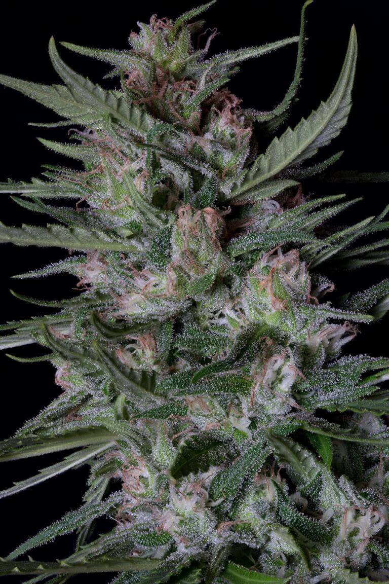 Dogstar Dawg Auto